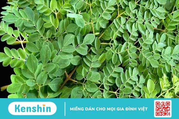 Cho trẻ ăn rau chùm ngây như thế nào thì an toàn?