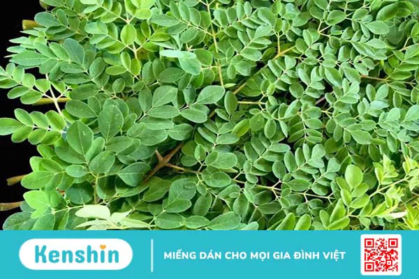 Giải đáp: Cho trẻ ăn rau chùm ngây như thế nào? 1