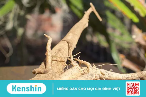 Giải đáp: Cho trẻ ăn rau chùm ngây như thế nào? 4