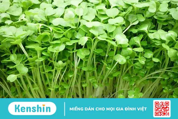 Có nên cho trẻ ăn rau mầm? Rau mầm có tác dụng gì với trẻ nhỏ? 3