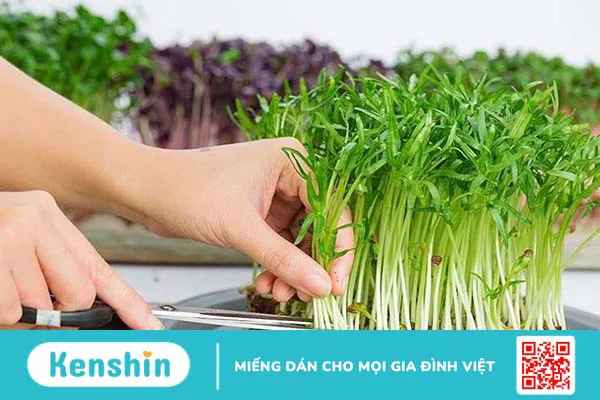 Có nên cho trẻ ăn rau mầm? Rau mầm có tác dụng gì với trẻ nhỏ? 4