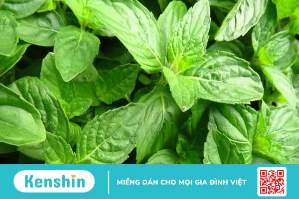 Có nên chữa viêm amidan bằng lá cây?