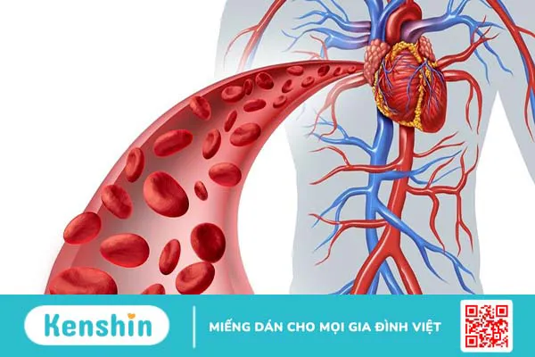 Cơ thể con người có bao nhiêu lít máu? Làm thế nào để đo được lượng máu trong cơ thể?