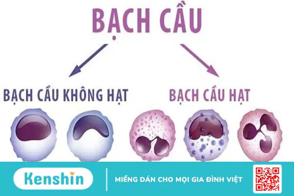 Công thức bạch cầu có ý nghĩa gì với cơ thể? Các chỉ số bạch cầu nên biết