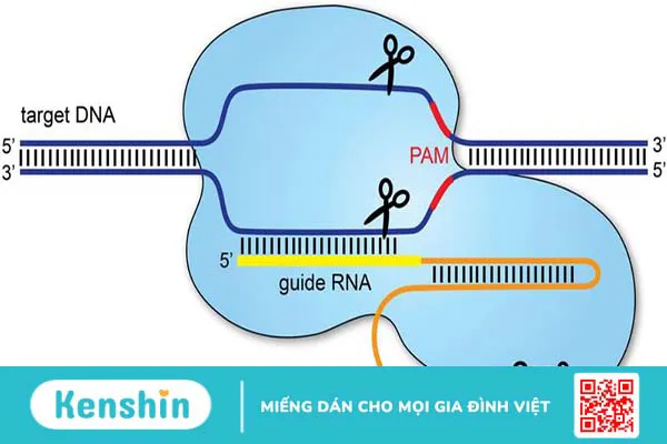 CRISPR-Cas9 hoạt động như thế nào? Ứng dụng lâm sàng hiện nay