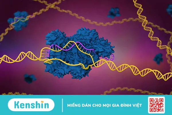 CRISPR-Cas9 hoạt động như thế nào? Ứng dụng lâm sàng hiện nay