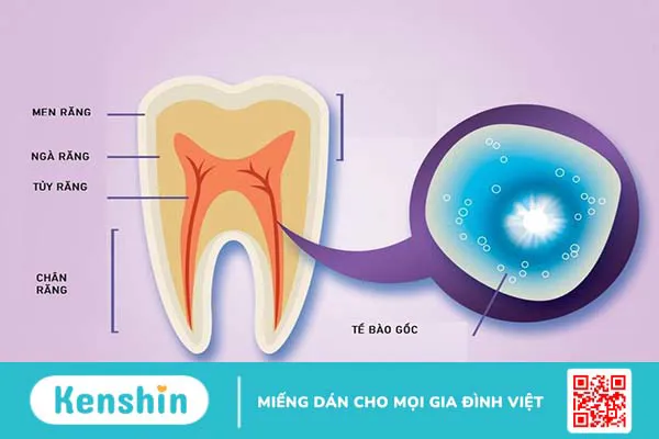 Cùng cha mẹ tìm hiểu về lưu trữ tế bào gốc từ tủy răng sữa cho con 1