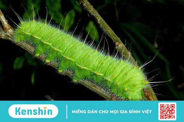 Da vẽ nổi và những điều bạn cần biết? 4