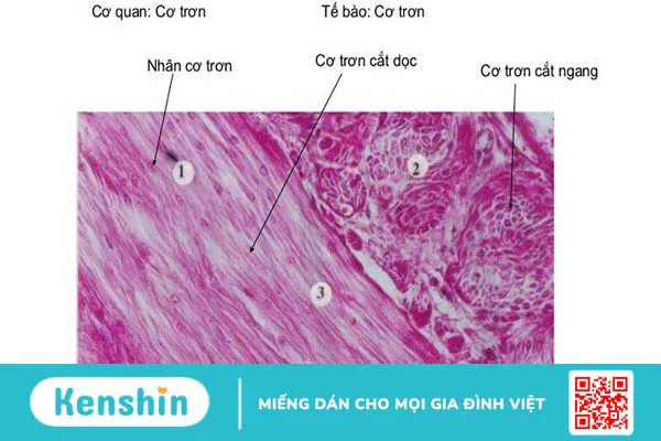 Đặc điểm cấu trúc và chức năng của cơ trơn đối với cơ thể