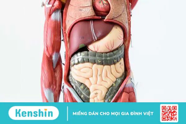 Đặc điểm cấu trúc và chức năng của cơ trơn đối với cơ thể