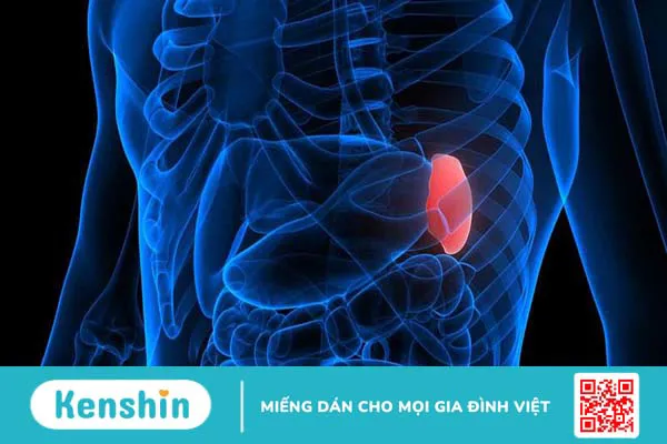 Dập lá lách cấp độ 3: Nguyên nhân, cách điều trị và thời gian phục hồi 1