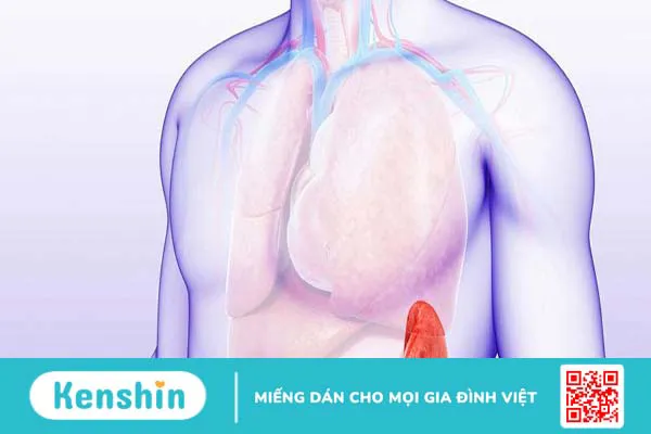 Dập lá lách là gì? Có nguy hiểm không?