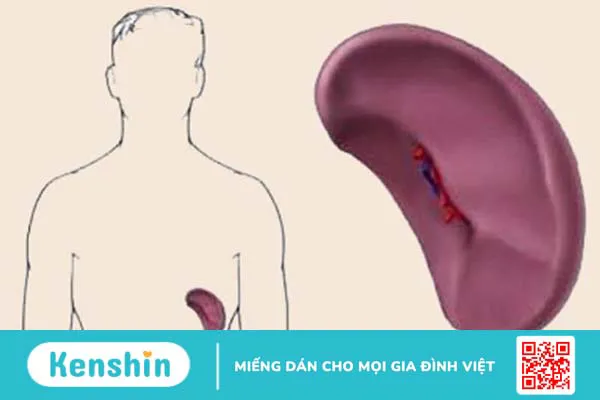 Dập lá lách là gì? Có nguy hiểm không?