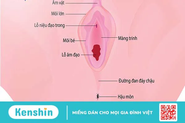 Đặt ống thông tiểu có làm rách màng trinh không?