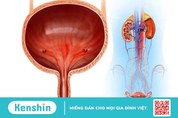 Dấu hiệu bàng quang có vấn đề và cách giúp bàng quang được khỏe mạnh