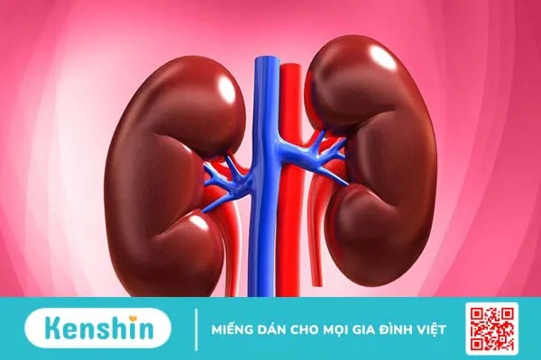 Dấu hiệu thận có vấn đề và những điều bạn cần biết