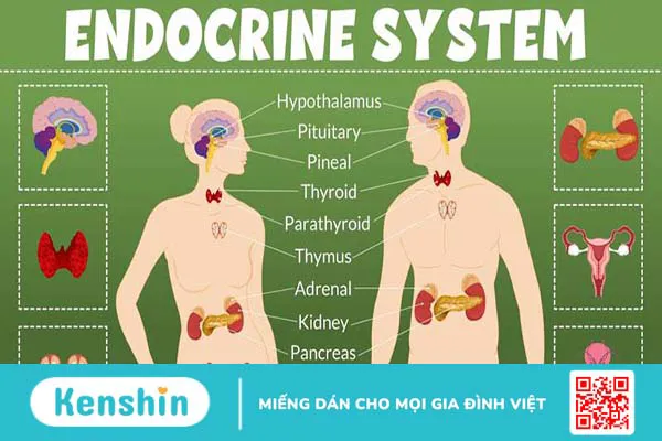 Dấu hiệu và cách điều trị rối loạn nội tiết tố 1