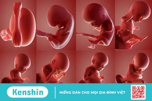 Đau xương mu khi mang thai 3 tháng cuối nên làm thế nào?