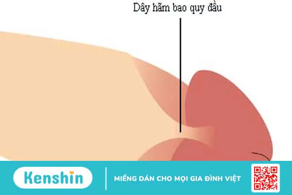 Dây hãm bao quy đầu là gì? Chức năng và các tổn thương thường gặp