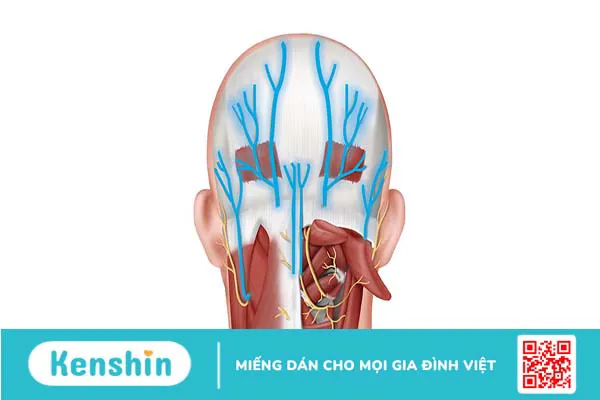 Dây thần kinh chẩm xuất phát từ đâu? Biểu hiện đau dây thần kinh chẩm