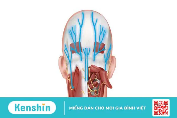 Dây thần kinh chẩm xuất phát từ đâu? Biểu hiện đau dây thần kinh chẩm