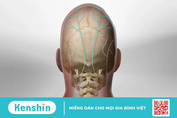 Dây thần kinh chẩm xuất phát từ đâu? Biểu hiện đau dây thần kinh chẩm