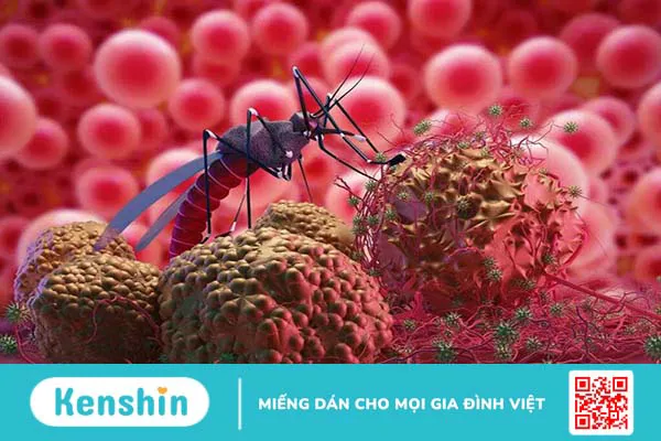 Dengue virus là gì? Dengue virus gây ra bệnh sốt xuất huyết có mấy loại?