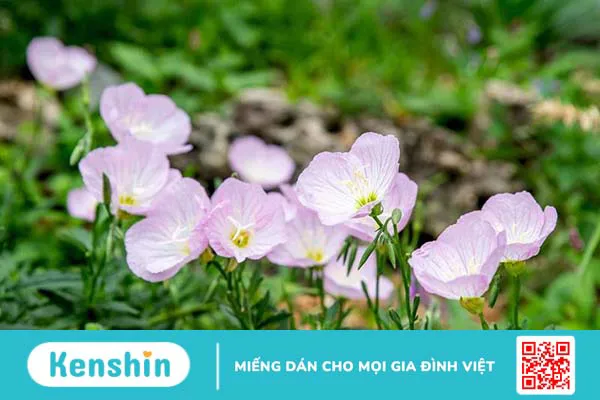 Điểm danh top 6 cây dược liệu có nhiều lợi ích cho sức khỏe con người 2