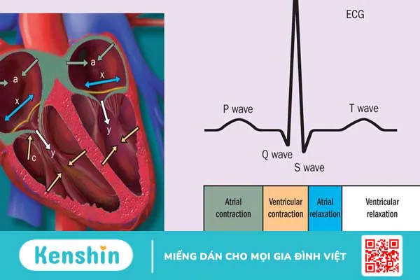 Đo CVP là gì? Quy trình thực hiện đo CVP không phải ai cũng biết