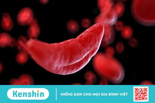 Đông lạnh hồng cầu có tác dụng gì 1