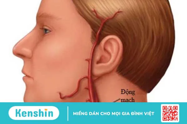 Động mạch cổ nằm ở vị trí nào? Chức năng và vai trò trong lâm sàng 1