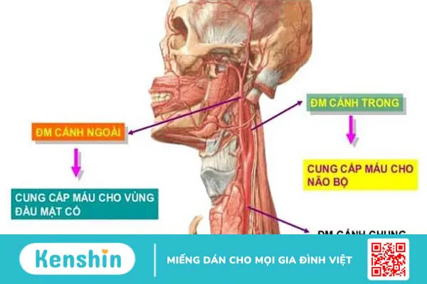 Động mạch cổ nằm ở vị trí nào? Chức năng và vai trò trong lâm sàng 2