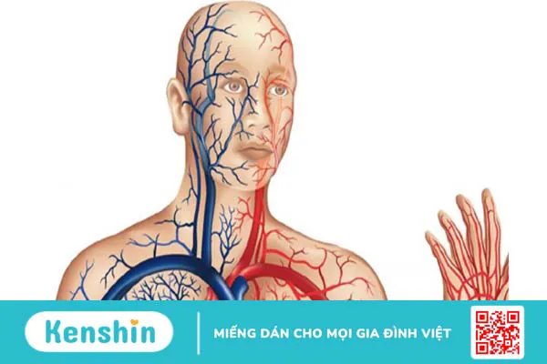 Động mạch đầu mặt cổ nằm ở đâu? Chức năng và vai trò trong y học