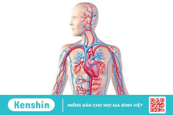 Động mạch đầu mặt cổ nằm ở đâu? Chức năng và vai trò trong y học 1