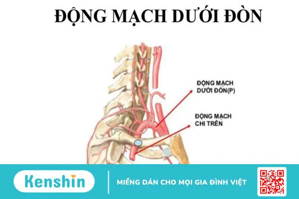 Động mạch đầu mặt cổ nằm ở đâu? Chức năng và vai trò trong y học 4