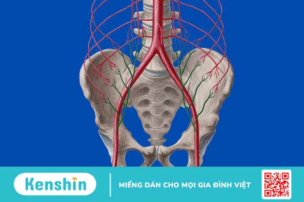 Động mạch thượng vị dưới nằm ở đâu và những vấn đề liên quan