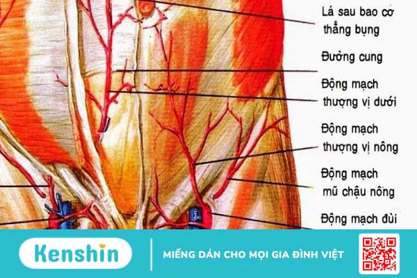 Động mạch thượng vị dưới nằm ở đâu và những vấn đề liên quan