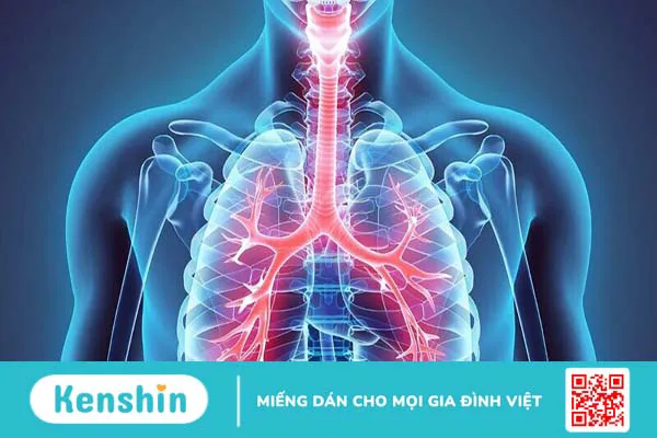 Đường đi của máu trong vòng tuần hoàn nhỏ như thế nào?