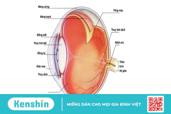 Đường kính giác mạc và sức khỏe mắt: Những điều cần biết