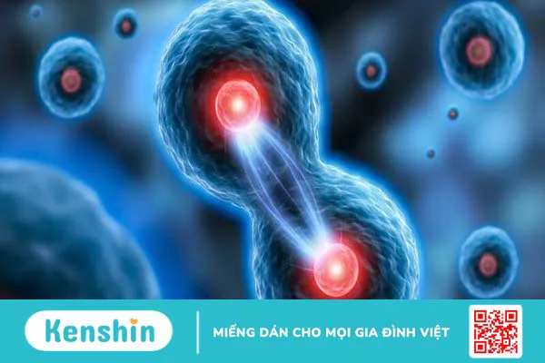 Ex Vivo là gì? Những thông tin về nuôi cấy ngoại cơ thể