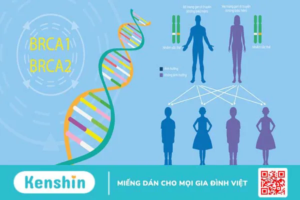 Gen BRCA là gì? Gen BRCA có liên quan gì đến bệnh ung thư vú và các cơ quan khác?