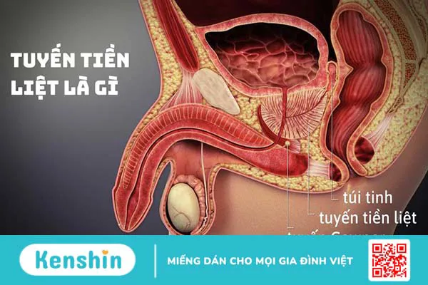 Giải đáp thắc mắc: Sinh thiết tuyến tiền liệt bao lâu có kết quả? 1