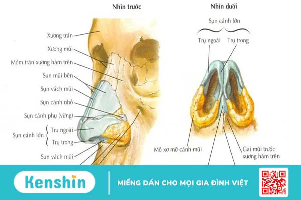 Giải phẫu cấu tạo mũi 1