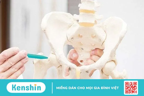 Giải phẫu cơ khớp háng và những bệnh lý thường gặp