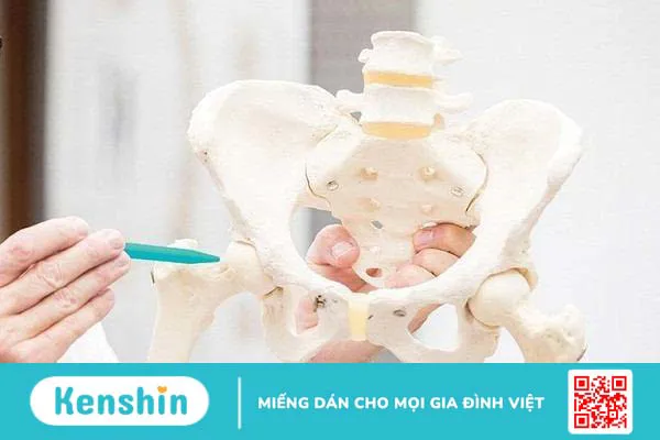 Giải phẫu cơ khớp háng và những bệnh lý thường gặp