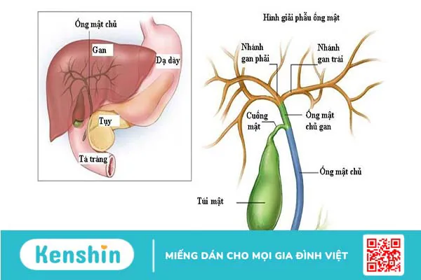 Giải phẫu đường mật và các bệnh lý liên quan đến đường mật