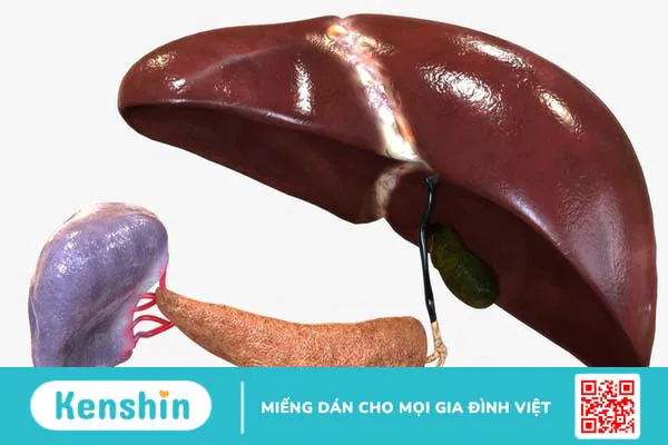 Giải phẫu đường mật và các bệnh lý liên quan đến đường mật