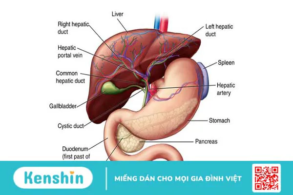 Giải phẫu gan và các bệnh lý về gan thường gặp