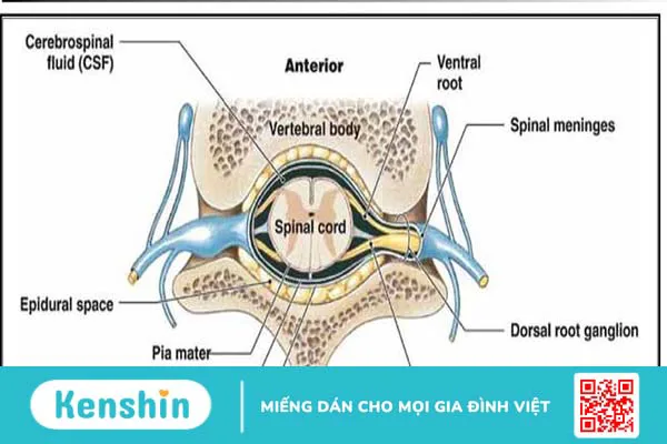 Giải phẫu khoang ngoài màng cứng và các ứng dụng lâm sàng