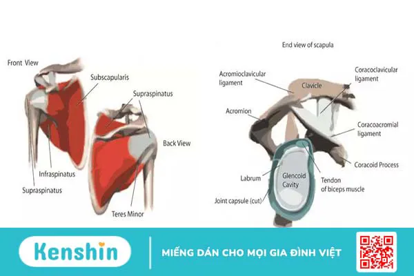 Giải phẫu khớp vai và các bệnh lý thường gặp ở khớp vai